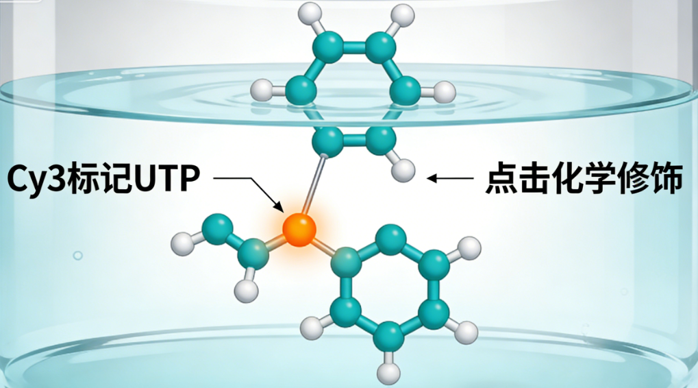 Cy3标记UTP，点击化学修饰