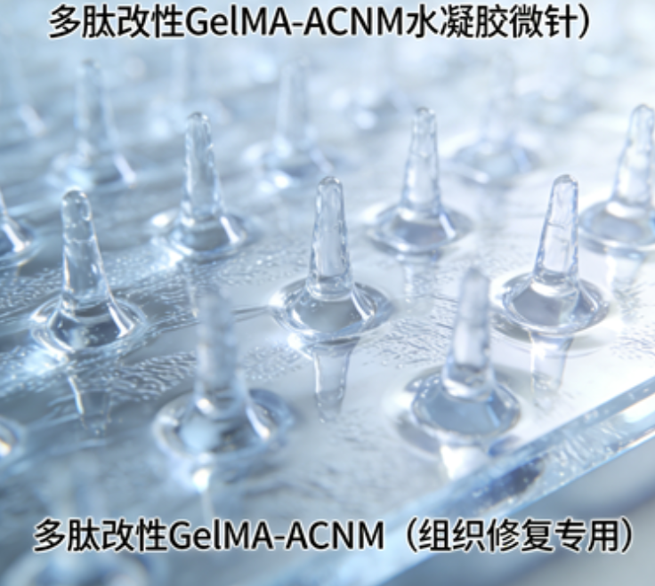 多肽改性GelMA-ACNM水凝胶微针