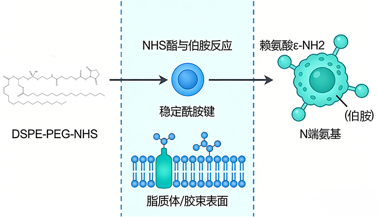 DSPE-PEG-NHS怎么连接抗体? DSPE-PEG-NHS怎么连接抗体?