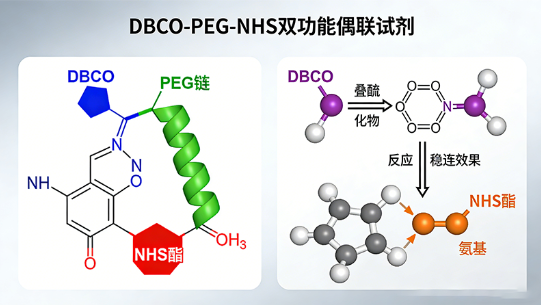 DBCO-PEG-NHS双功能偶联试剂定制