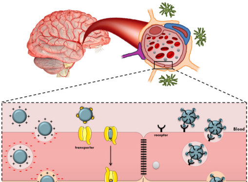 脑靶向定制 脑靶向定制