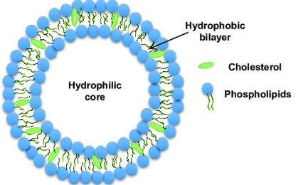 肿瘤靶向长循环脂质体磷脂定制(科研场景) 肿瘤靶向长循环脂质体磷脂定制(科研场景)