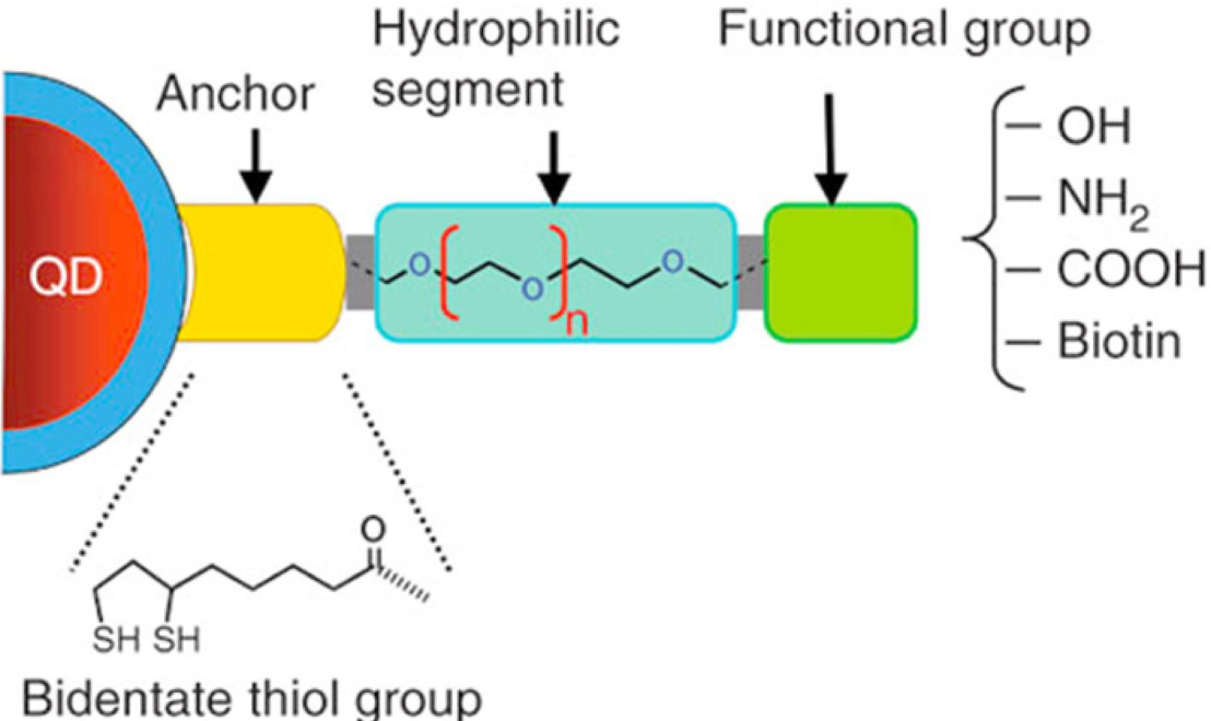 HS-(CH2)8-(CO)-O-(CH2)8-SH