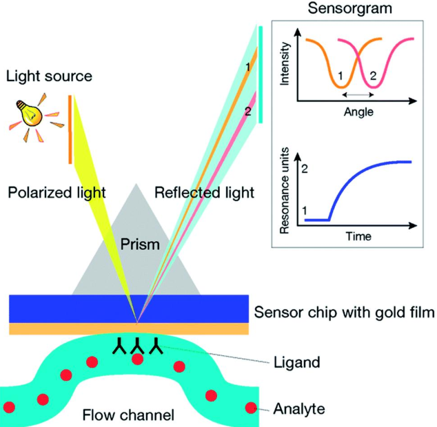 (S-(CH2)11-beta-Lactose)2 (S-(CH2)11-beta-Lactose)2
