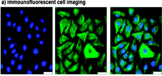 HOOC-(CH2)10-S-S-(CH2)6-CONH-Fluorescein
