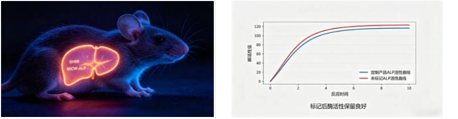 IRDye 800CW标记碱性磷酸酶（ALP）定制