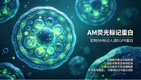 AM 荧光标记蛋白——活细胞内靶点示踪检测