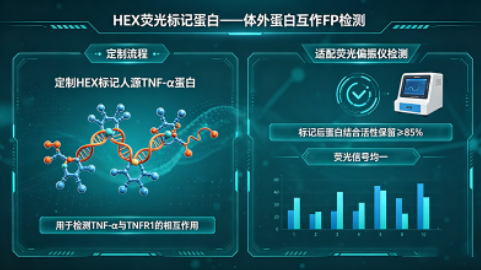 HEX 荧光标记蛋白——体外蛋白互作FP检测