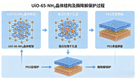 UiO-66-NH₂负载蛋白（大分子药物递送）