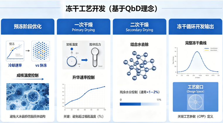 脂质体冻干工艺开发与稳定性研究---西安齐岳生物CDMO一站式解决方案