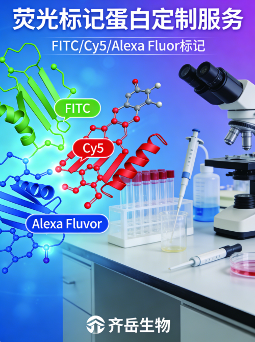 荧光标记蛋白定制服务_FITC/Cy5/Alexa Fluor标记_齐岳生物