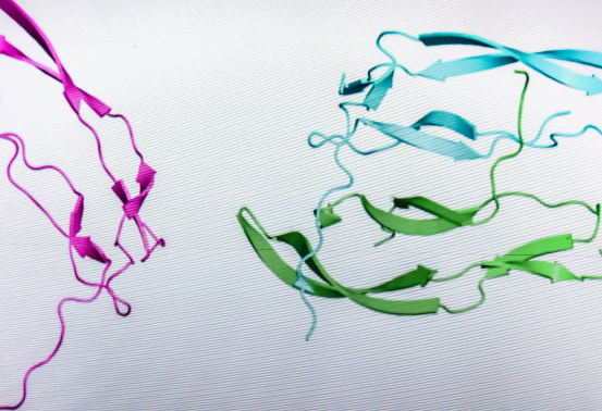 西安齐岳生物PEG修饰蛋白定制服务