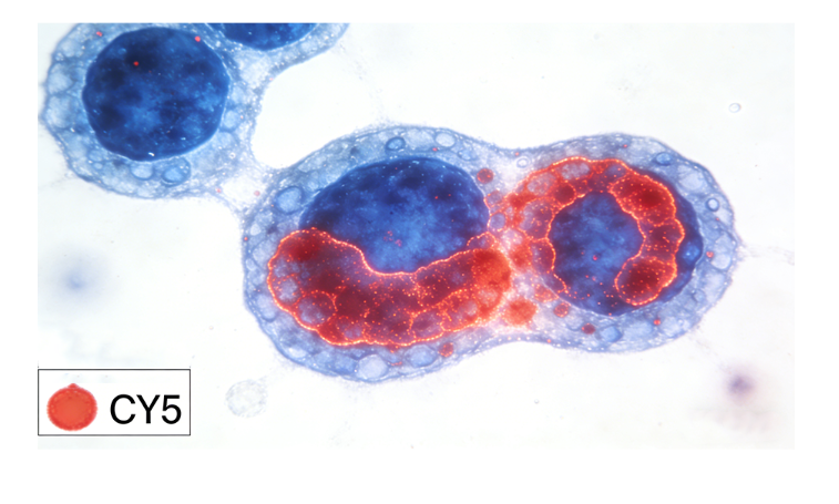 海藻酸钠（Sodium Alginate）​的修饰与改性及西安齐岳生物定制服务