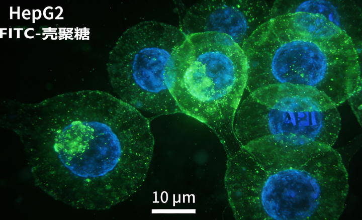 壳聚糖的精准修饰与改性技术 —— 西安齐岳生物定制化服务方案
