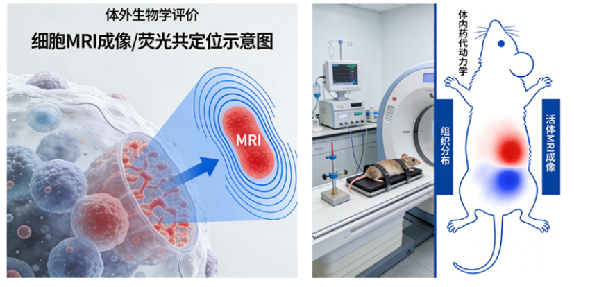 MRI脂质体CDMO研发外包全流程服务-西安齐岳生物提供