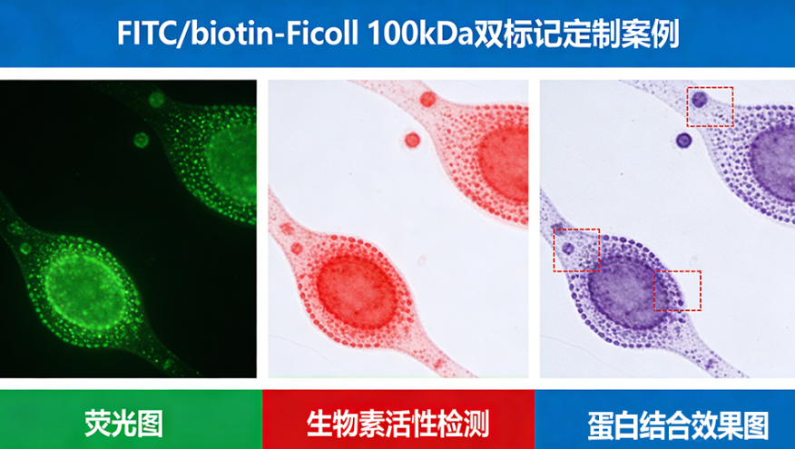 Ficoll/Polysucrose聚蔗糖的荧光标记服务 —— 西安齐岳生物专业定制
