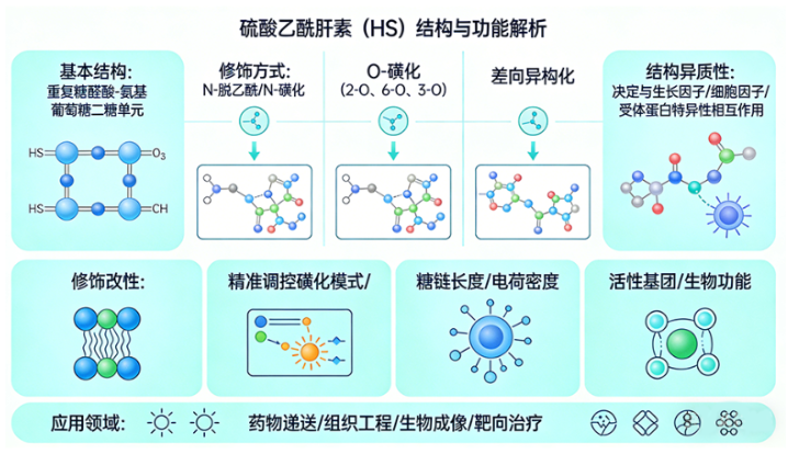 硫酸乙酰肝素（Heparan Sulfate, HS）的功能化定制改性