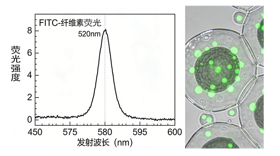 纤维素(cellulose)的修饰与改性定制技术