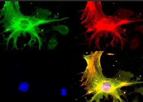 荧光标记多肽定制技术（Fluorescent-labeled Peptide）-西安齐岳生物