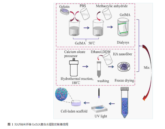 HAP纳米纤维/GelMA复合水凝胶的制备流程