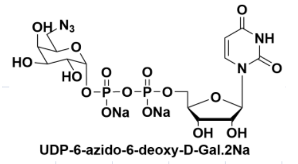 UDP糖| UDP-6-N3-Galactose, cas: 868141-12-2, UDP-6-叠氮-6-脱氧-D-半乳糖二钠盐