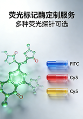 荧光标记酶定制服务｜多种荧光探针可选