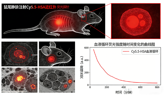 荧光素标记人血清白蛋白（HSA）的定制服务丨西安齐岳