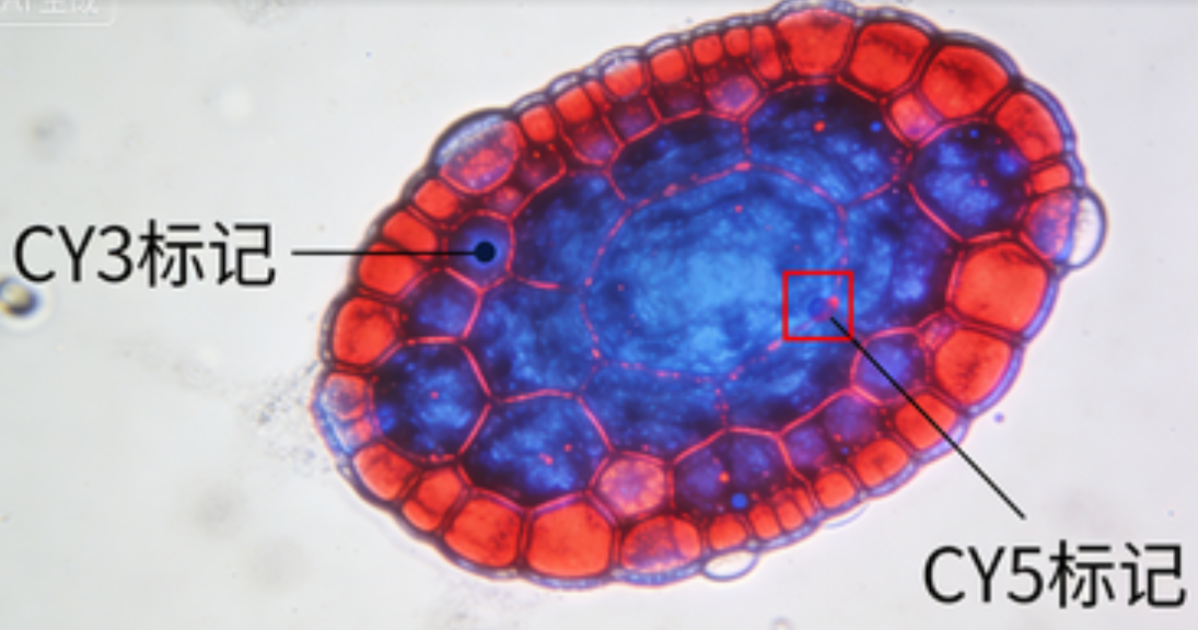 荧光磷脂定制及配套服务说明：西安齐岳生物
