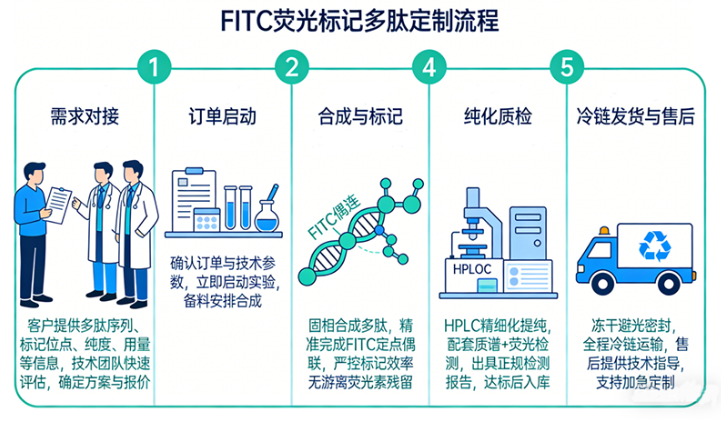 FITC荧光标记多肽定制核心服务——西安齐岳生物