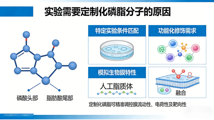 磷脂分子定制：如何匹配不同实验需求？