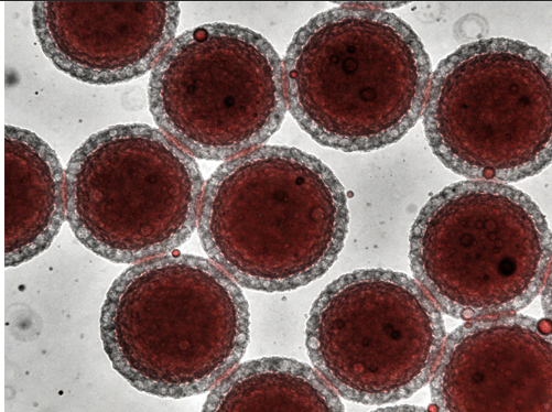 细胞膜包裹小分子药物定制服务-齐岳生物