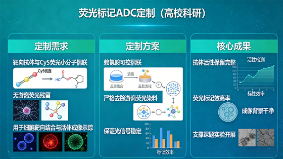 ADC抗体与小分子化合物偶联定制服务介绍丨西安齐岳生物