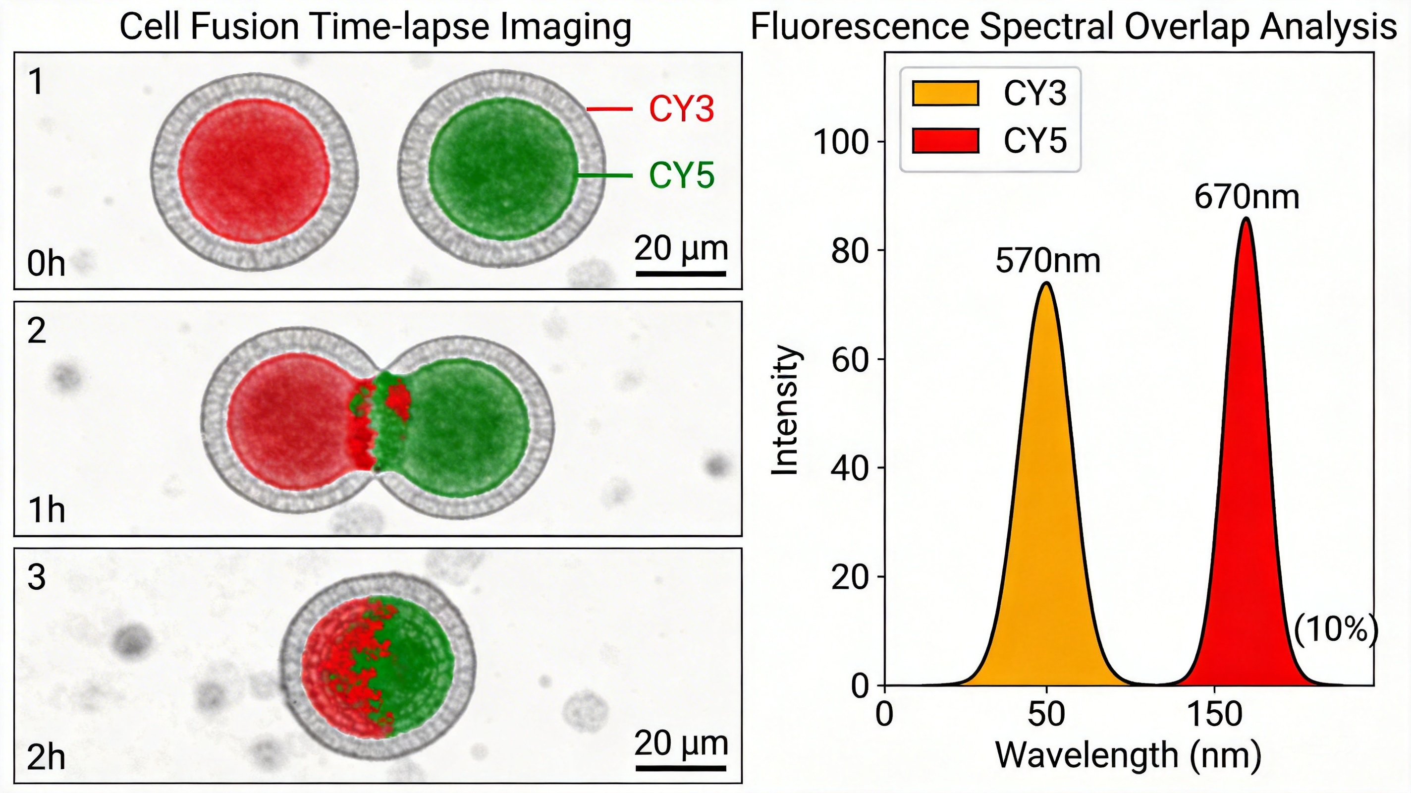 磷脂-CY荧光染料定制服务| 西安齐岳生物