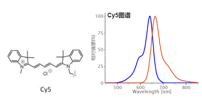 CY5单体