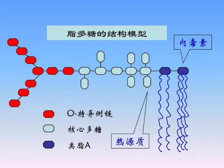 FITC标记LPS脂多糖