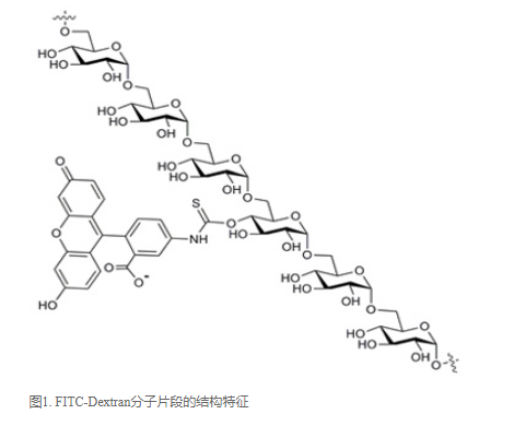 FITC-dextran