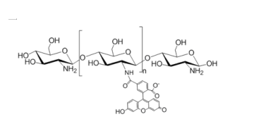 FITC-Chitosan