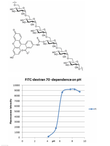 FITC-dextran